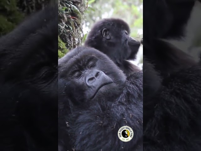 Gorilla at Dian Fossey 🦍❤️