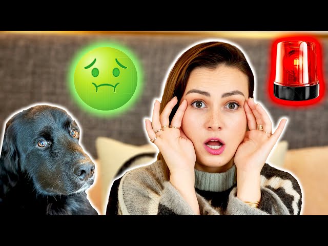 A Stranger Threw Up On My Guide Dog… (Storytime)