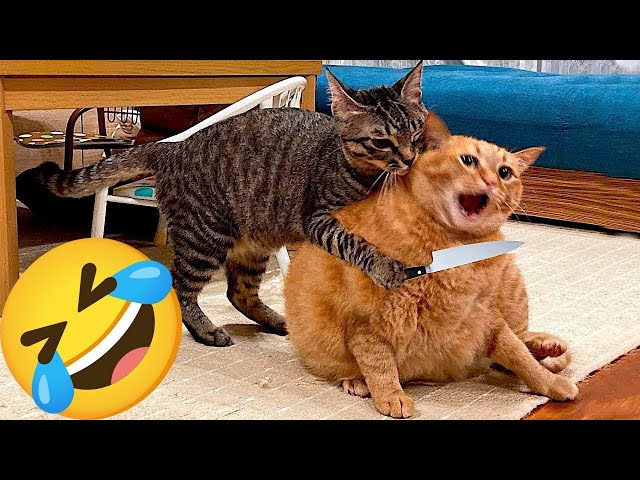 Funniest Animals 🤣 New Funny Cats and Dogs Videos 😹🐶 Part 24
