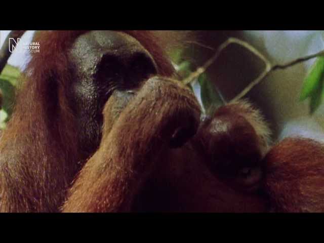 Helping the orangutan | Natural History Museum