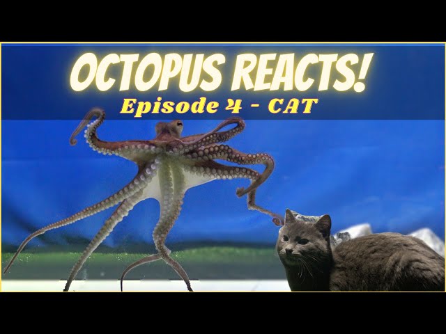 Octopus Reacts to Cat - Episode 4