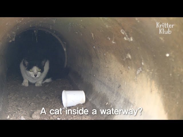 Rescuing The Stray Cat Hiding Inside A Waterway | Kritter Klub
