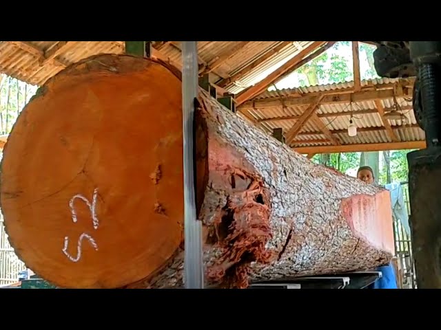 tembus 5000 U$D. proses penggergajian kayu mahoni merah langka bahan baku meja pejabat Zimbabwe?