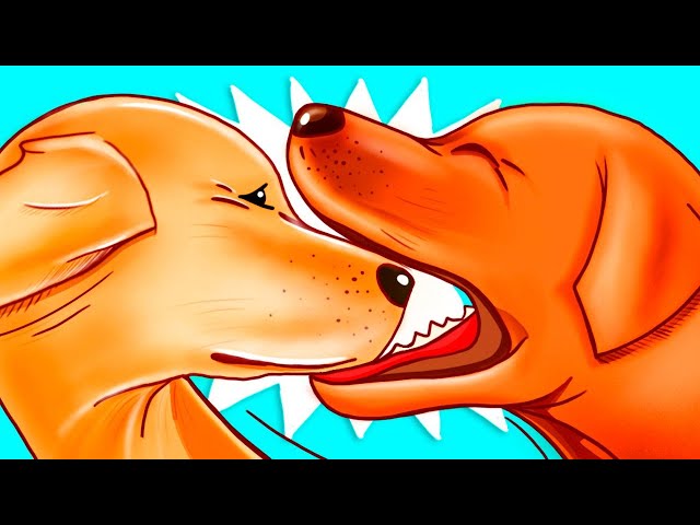 Warum Hunde sich beim Spielen gegenseitig beißen