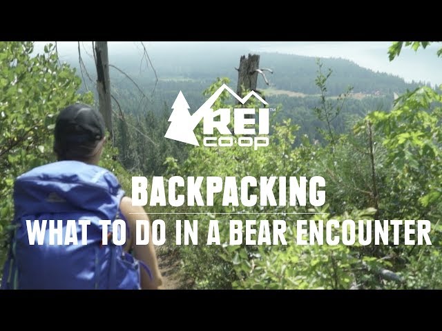 What to do in a Bear Encounter (And How to Avoid One) || REI