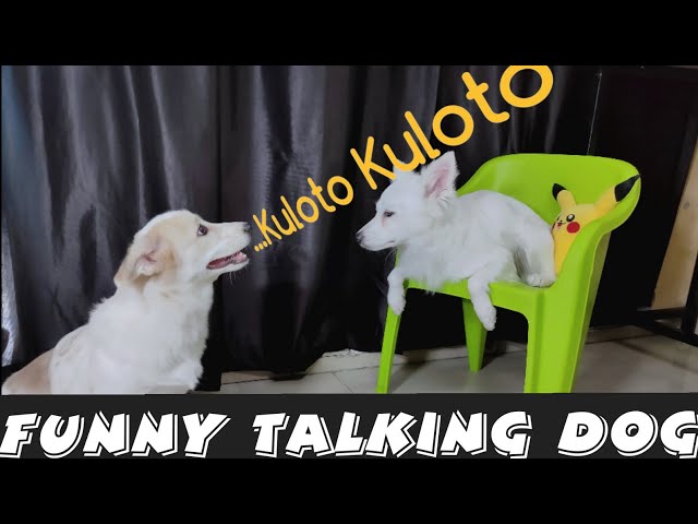 Kuloto Kuloto.... Mummy Ne Mara  | Episode - one | Talking Dog - Kulotobaby and Riobaby