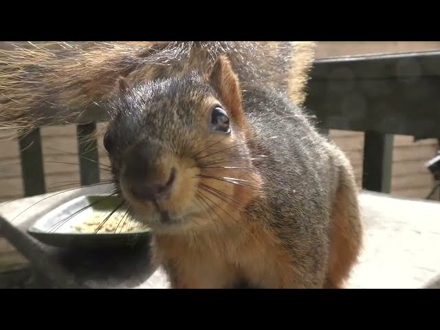 Spencer the Squirrel Messin' with the Camera Again - Saturday Porch Cam - 3/23/2024
