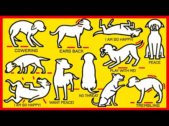 How to Understand Your Dog Better