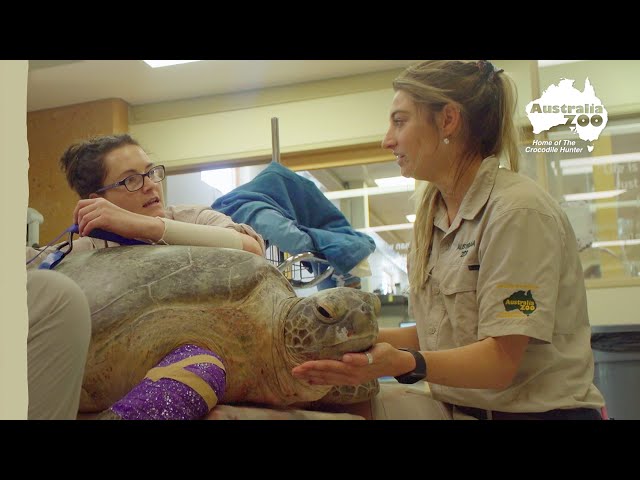 A 165kg sea turtle! | Wildlife Warriors Missions