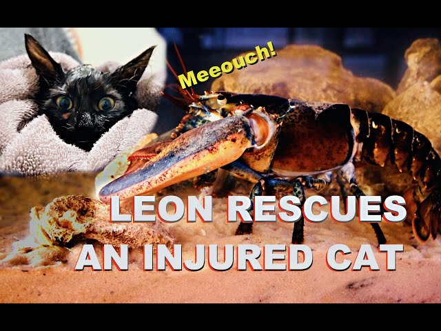 Leon Rescues An Injured Cat