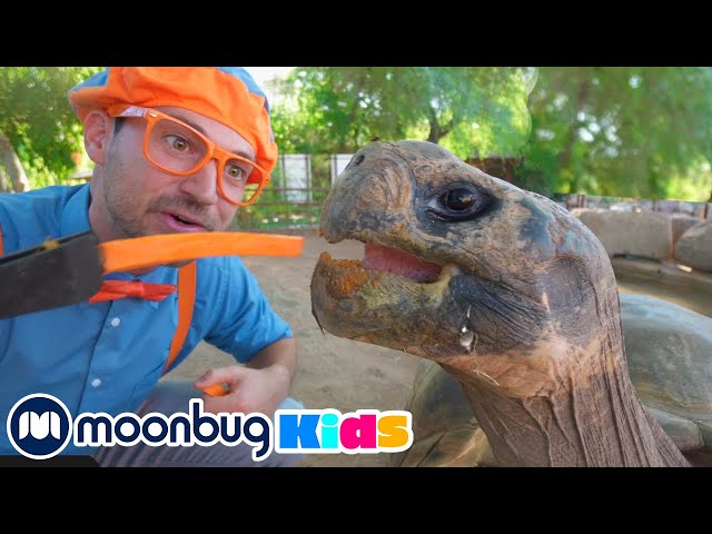 Blippi erkundet einen Zoo (Phoenix Zoo) | Kinderlieder und Cartoons | Blippi | Moonbug Kids Deutsch