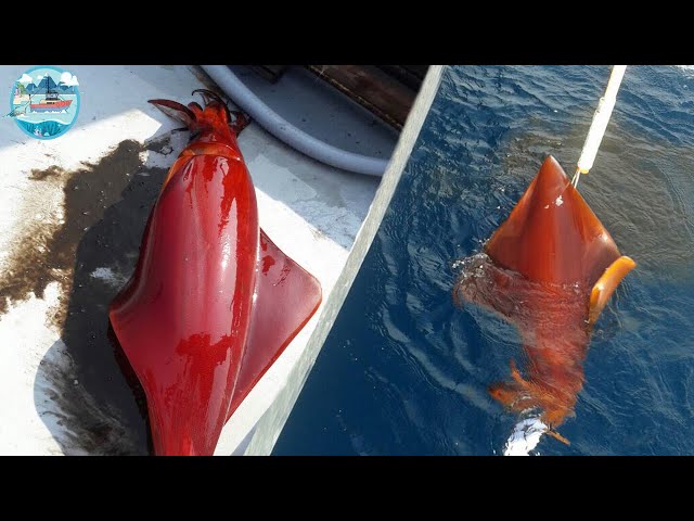 Amazing Fastest Traditional Big Squid Fishing Skill - Packing Processing Big Squid on Boat