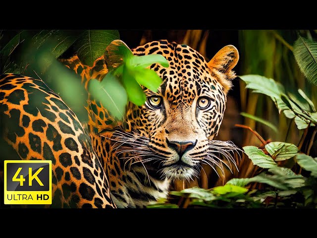 4K HDR 120fps Dolby Vision with Animal Sounds (Colorfully Dynamic) #90