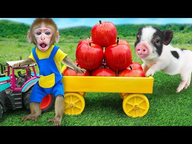 KiKi Monkey go harvest fruits in the garden with cute piglet and play with Duckling|KUDO ANIMAL KIKI