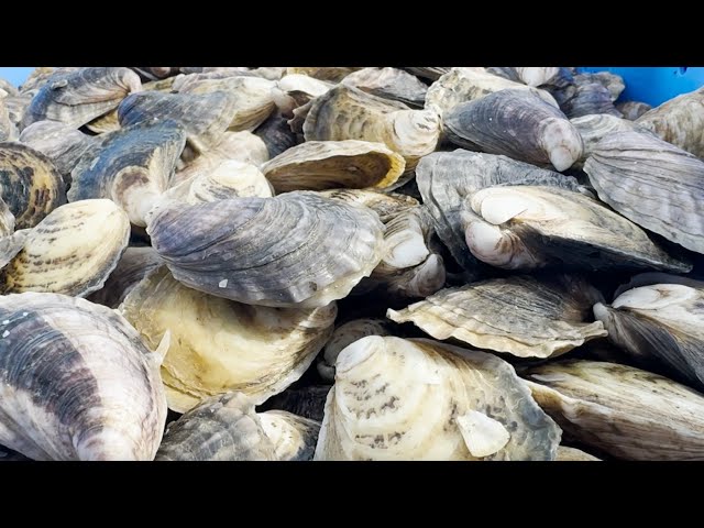 A Look at Aquaculture and Georgia’s Coastal Oysters