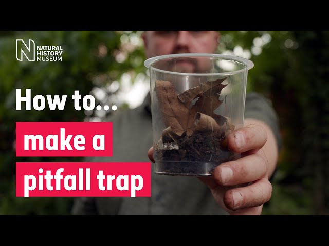 How to make a pitfall trap | Natural History Museum