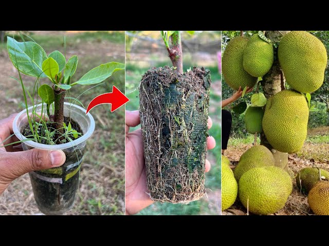How to grafting jackfruit tree in ripe banana fruit using Coca Cola to stimulate faster fruiting