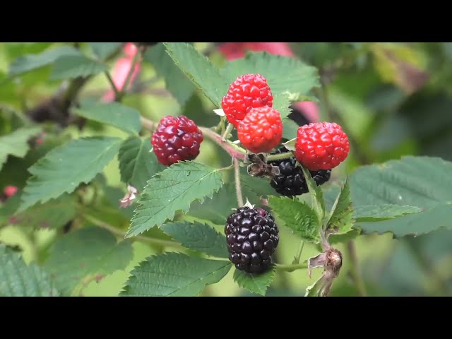 Berry Good Farms: From Downturn to Delicious Success