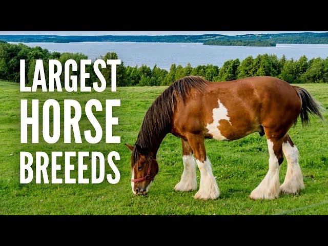 The 15 Largest Horse Breeds in the World