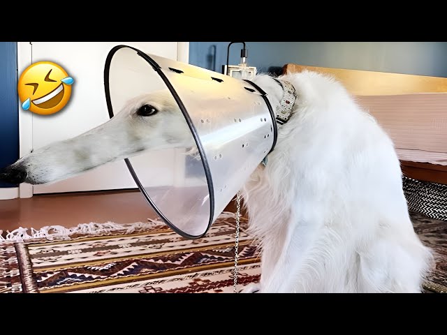 🐾Have You Ever Witnessed Funnier Dogs and Cats?🐶🐱