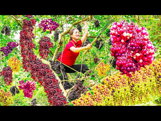 Harvesting Red Forest Grapes in the primeval forest with my disabled brother Goes to the market sell