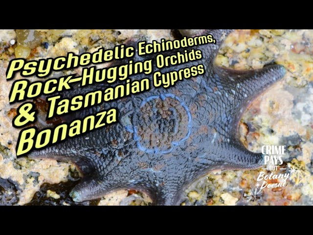 Tasmanian Orchids, Psychedelic Starfish, & Leather Kelp