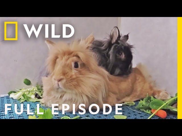 Animal ER: Down the Rabbit Hole (Full Episode) | Nat Geo Wild