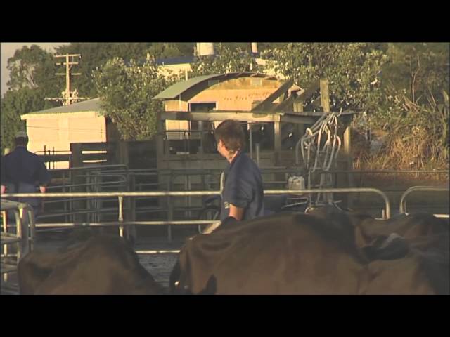 Dairy Farming Careers