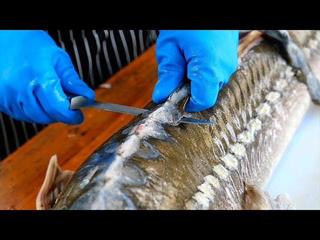 Thai Food - AMAZING STURGEON FISH PREPARATION Bangkok Thailand