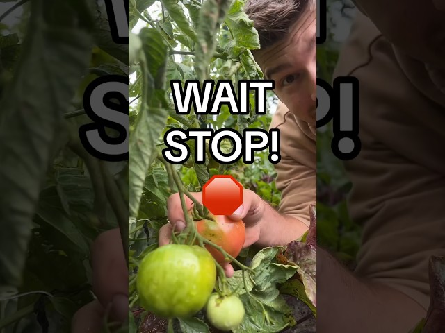 Don’t Harvest Your Tomatoes Like This! #garden #gardening #shorts