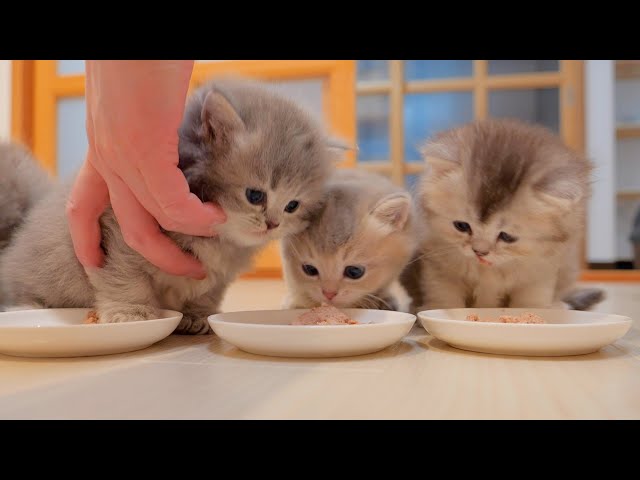 A cute kitten who can't help but notice that the food next to him looks delicious.