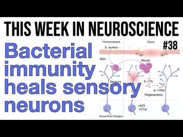 TWiN 38: Bacterial immunity heals sensory neurons