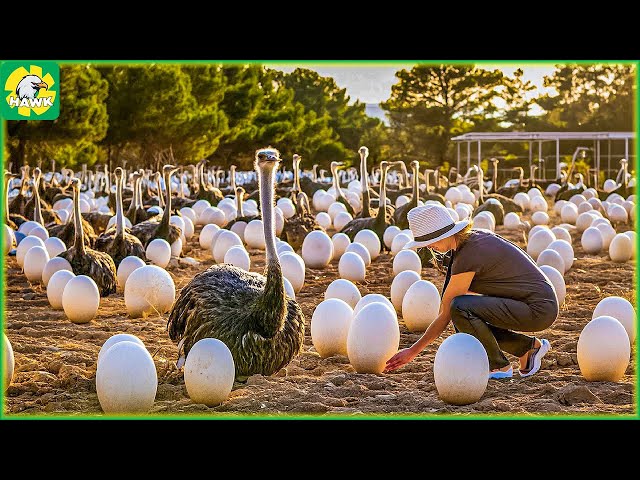Ostrich Farm - EGGS Harvesting From Ostrich | Ostrich Processing Factory