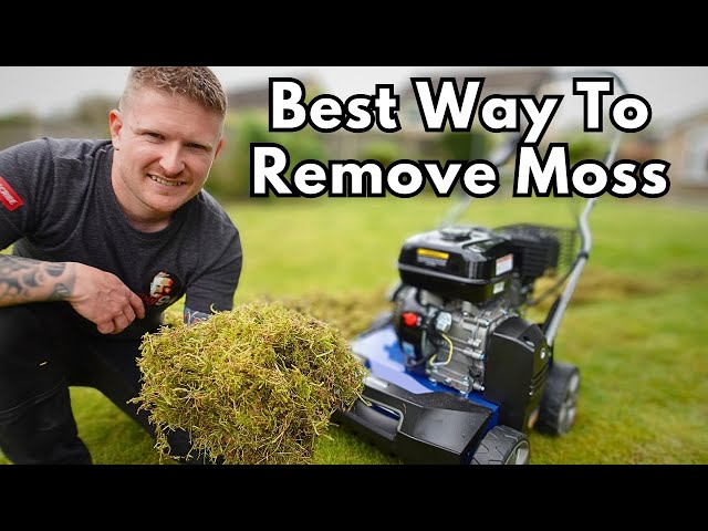 How to Remove Moss From a Lawn | Unbelievable 2 Stage Method 😮