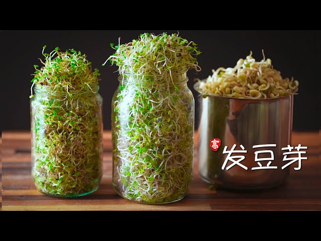 发豆芽 (瓶装法)  Sprouting in a Jar