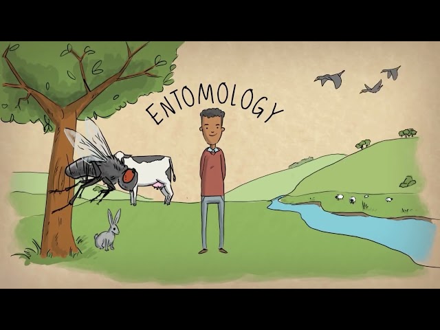 What is an entomologist?