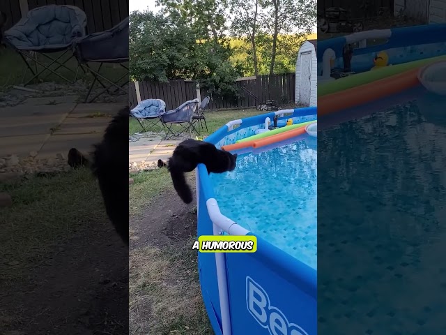 Cat Freaked out and jumped into Pool l Hilarious Cat Reacts to Unexpected Surprise