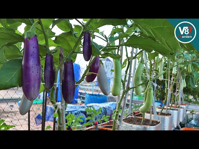 Growing Eggplant in Container from Seed to Harvest