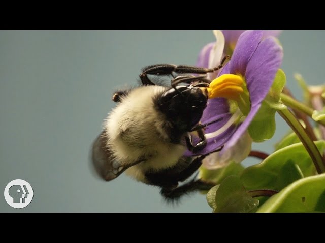 This Vibrating Bumblebee Unlocks a Flower's Hidden Treasure |  Deep Look