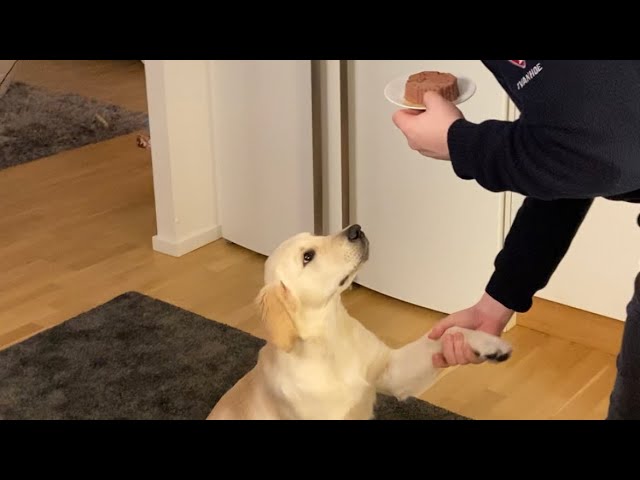 Dog Eats Food in 0.5 seconds - Golden Retriever Dima