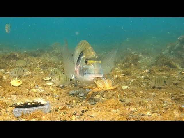 Sea bream eats bait (CRAB)
