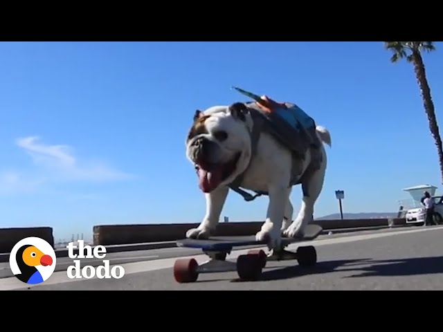 English Bulldog Can Skate Better Than You | The Dodo