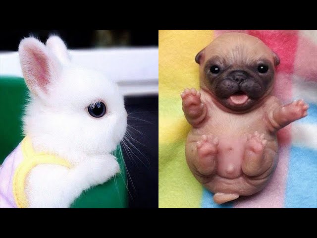 Aww Cute Baby Animals Videos Compilation | Funny and Cute Moment of the Animals #4 - Happy Animals