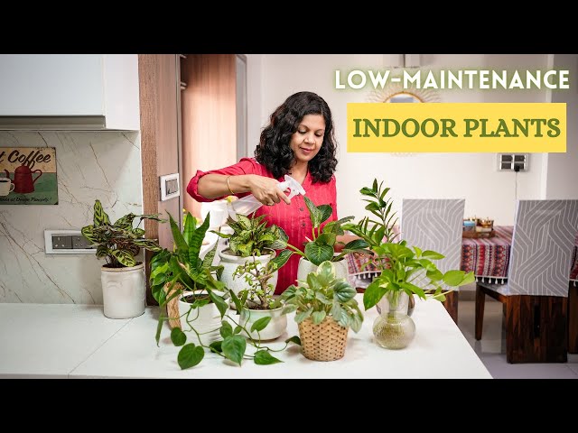 10 Low Maintenance Indoor Plants for Your Home  | Easy House Plants Care Tips