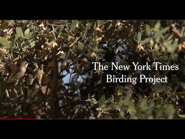 New York Times Birding Project: Climate Change Outside Your Window