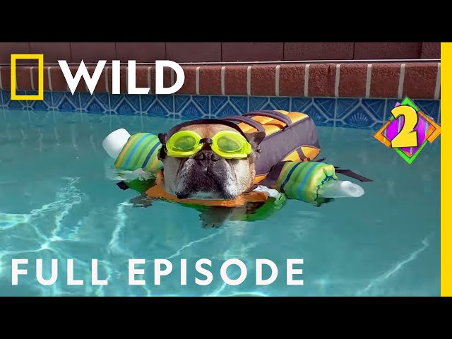 Rat Ate My Homework: America's Funniest Home Videos (Full Episode) | Nat Geo Wild
