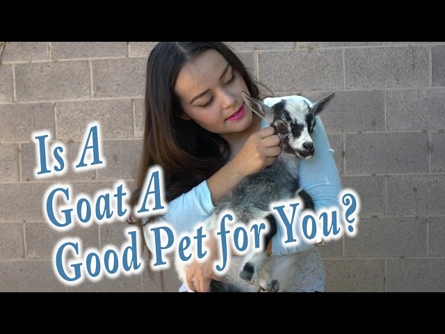 Goats As Pets | Everything you need to know to get a goat