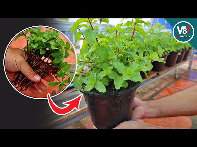 Easy to Grow Mint From Cutting at Home for Beginner