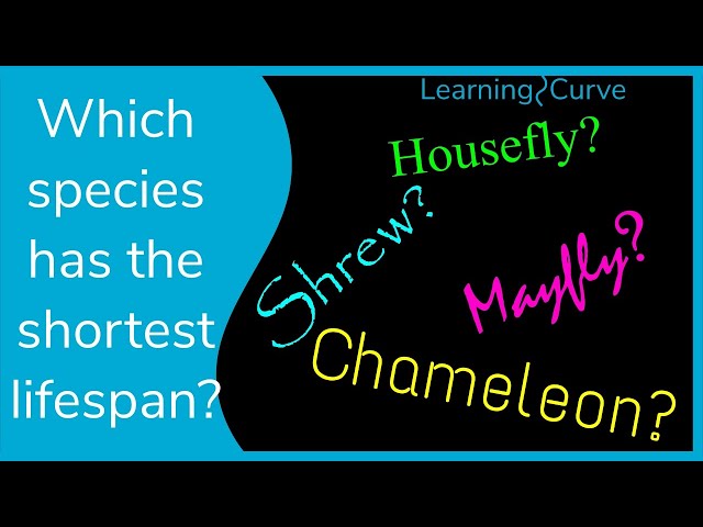 Which species have the shortest lifespans