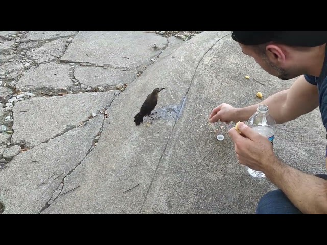 rossmann repair pet birdy